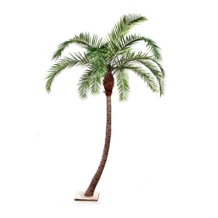 Phoenix palms