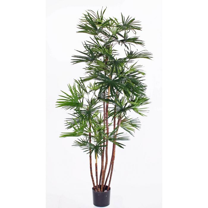 Broadleaf lady palm