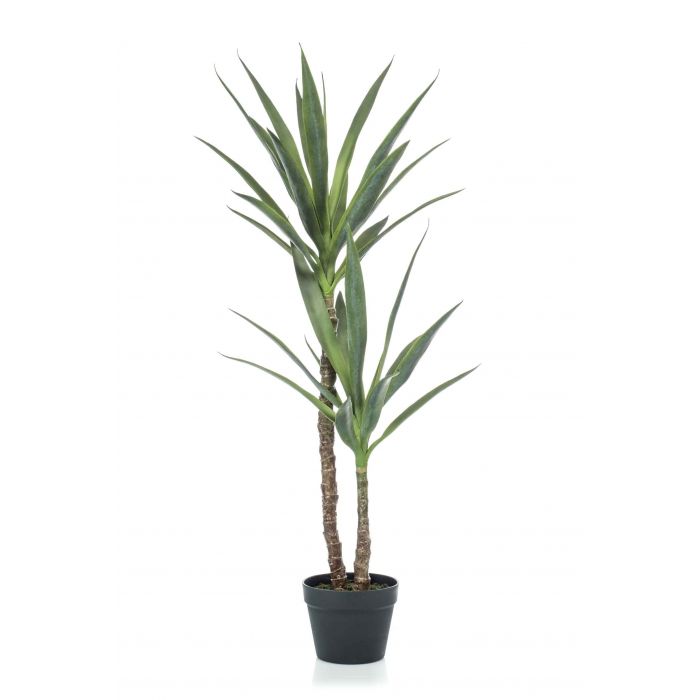 Yucca palm