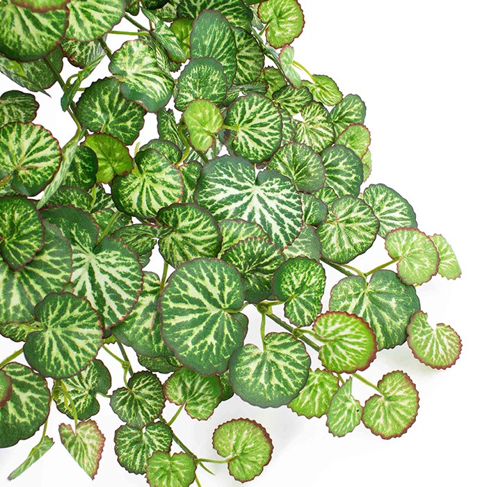 variegated / two-coloured