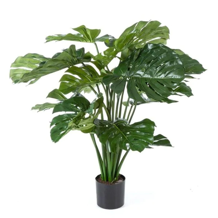 Philodendron