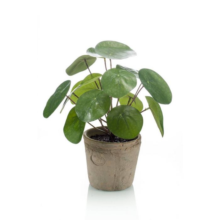Chinese money plant