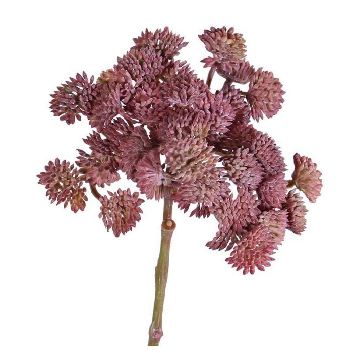 Sedum