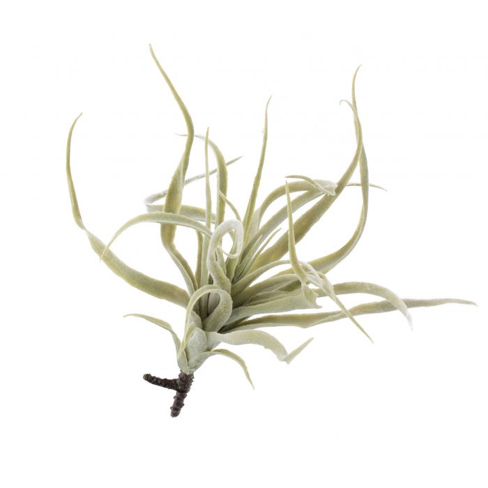 Tillandsia