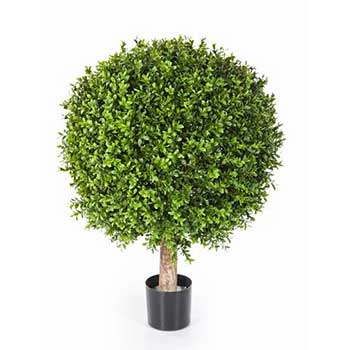 Boxwood trees