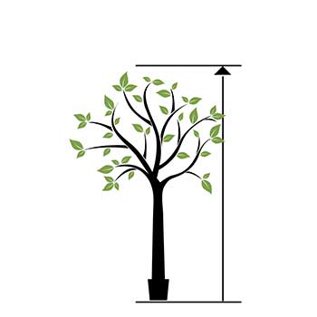 Large trees from 200 cm