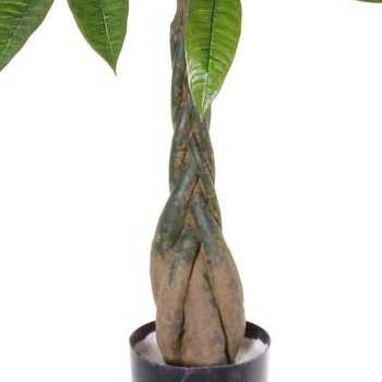 with artificial trunk