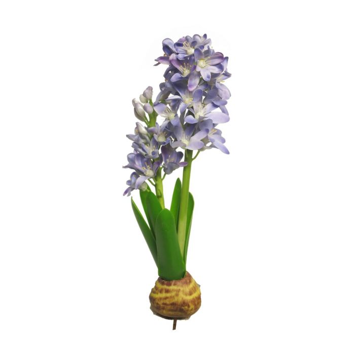 Hyacinth