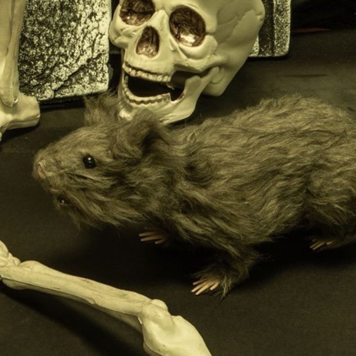 Halloween animals