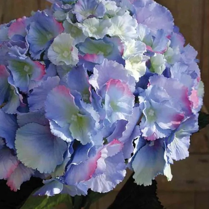 Blue hydrangeas