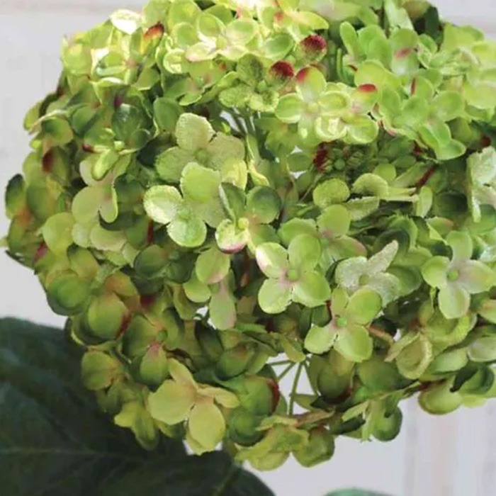 Green hydrangeas