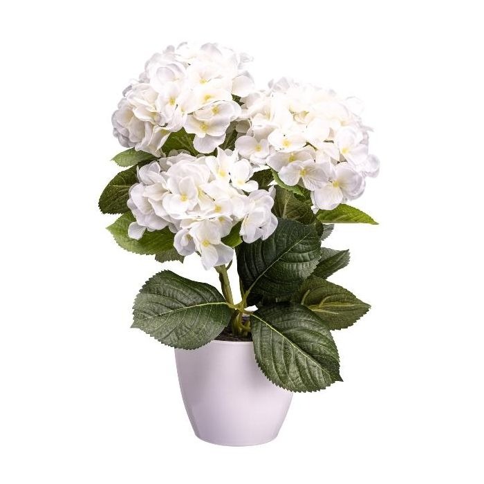 Potted hydrangeas