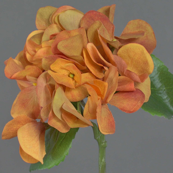 Orange hydrangeas