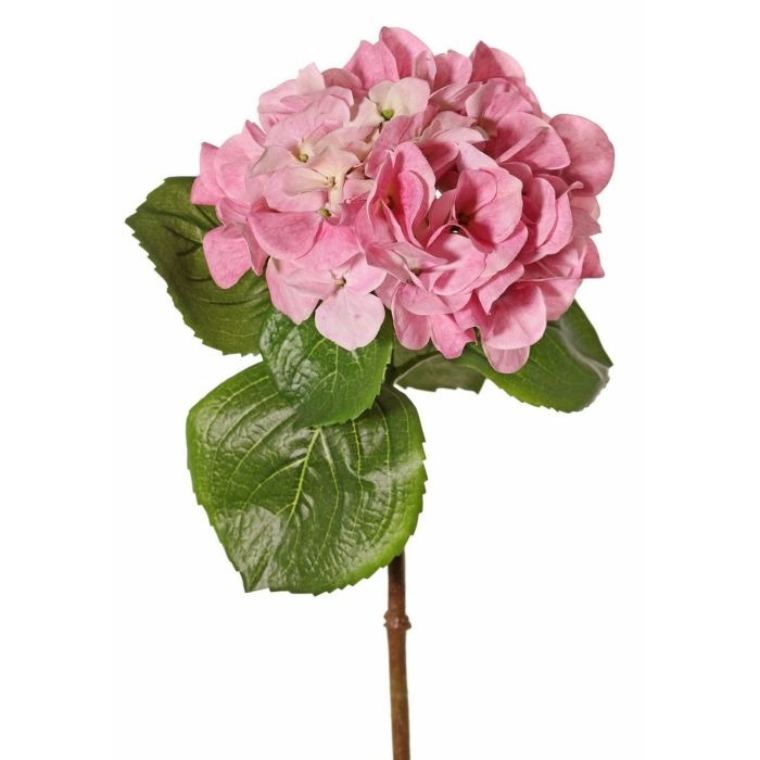 Hydrangea flowers