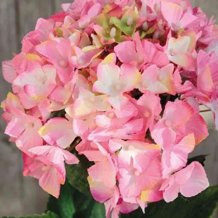 Pink hydrangeas