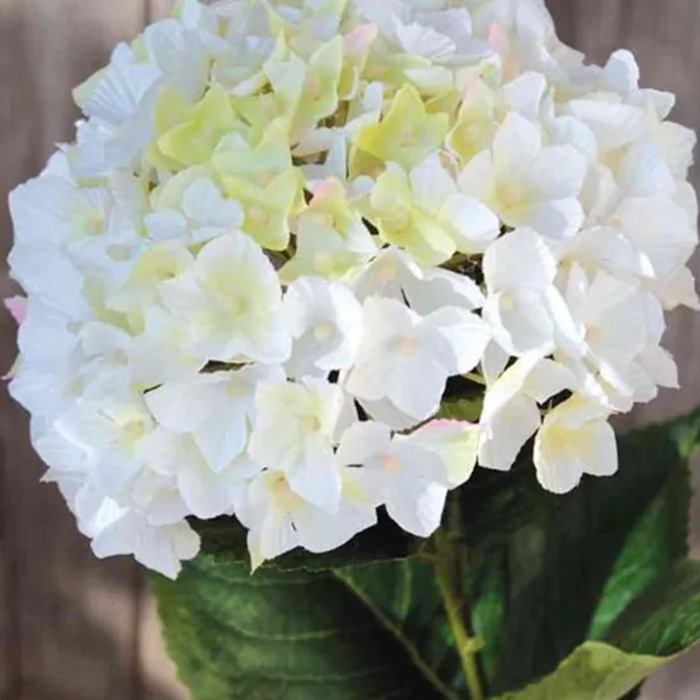White hydrangeas