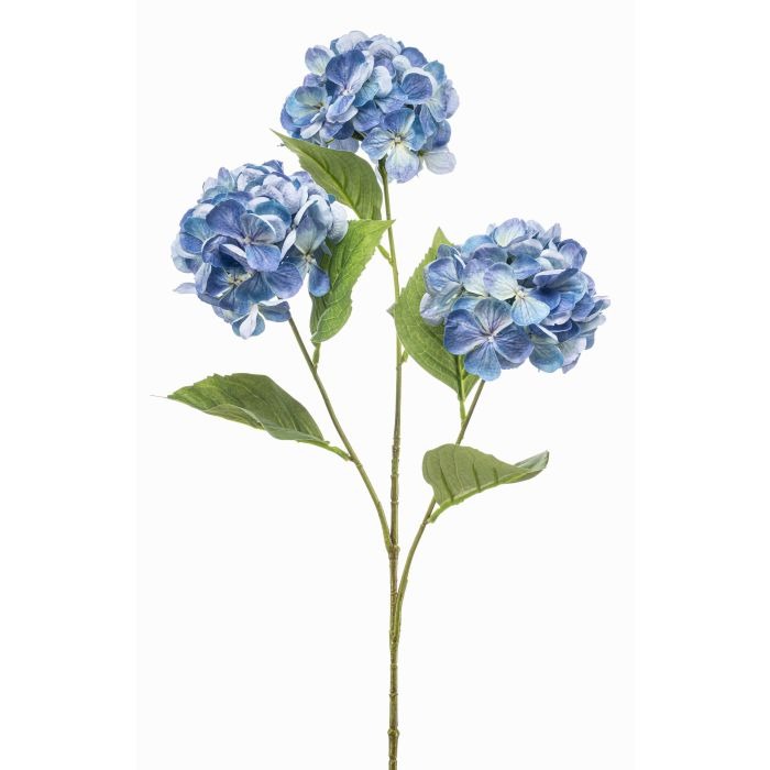 Hydrangea branches