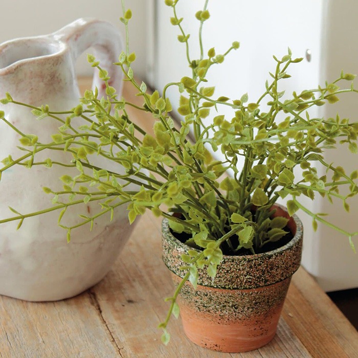 Green plants for festive tables