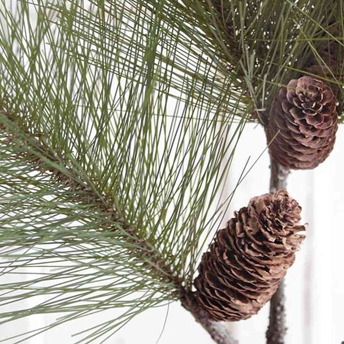 Branches / pine twigs
