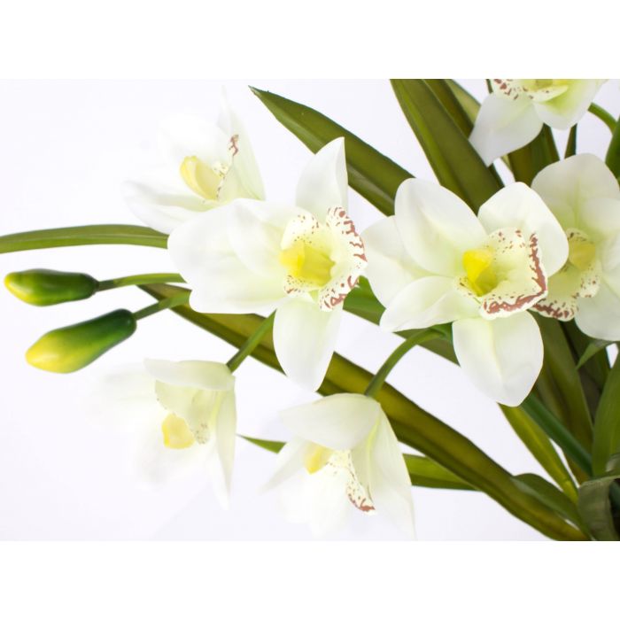 Cymbidium