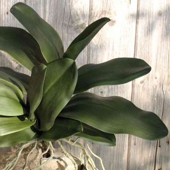 Leaves