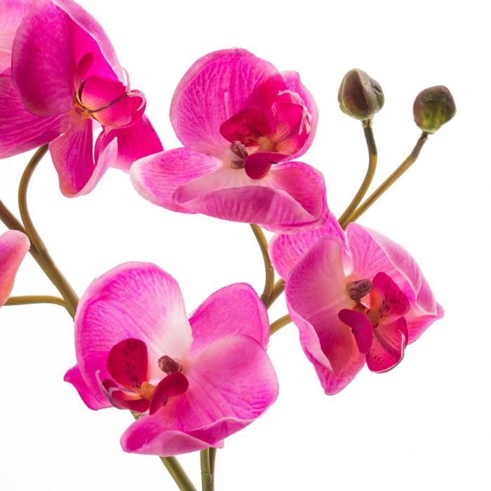 Phalaenopsis