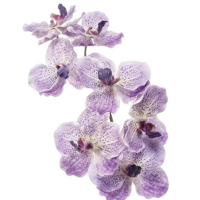 Vanda