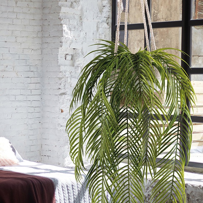 Hanging plants