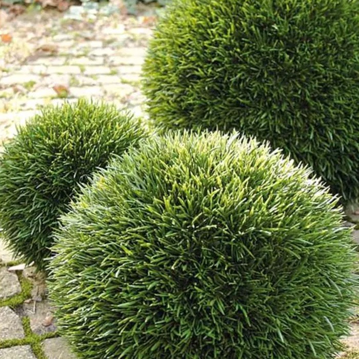 Ball plants
