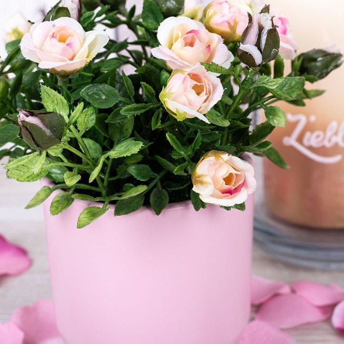 Potted roses