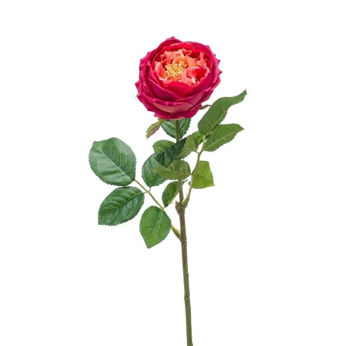 Cabbage roses