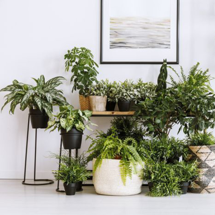 Artificial plants on SALE