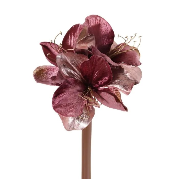 Amaryllis
