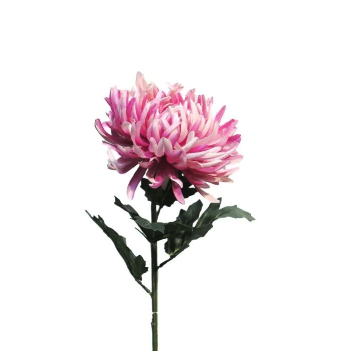 Chrysanthemum
