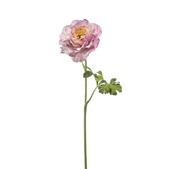 Ranunculus