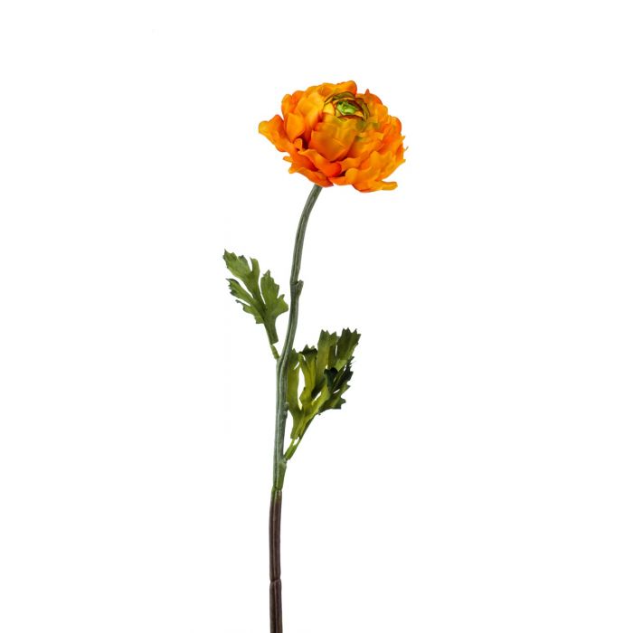 Ranunculus