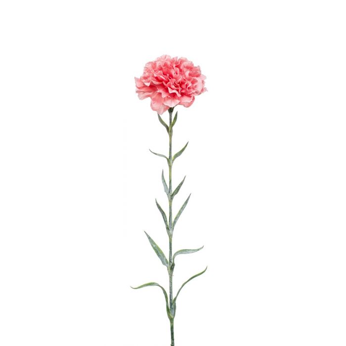 Carnations