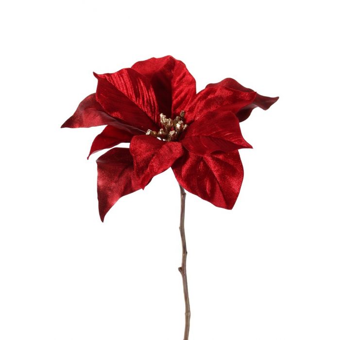 Poinsettia