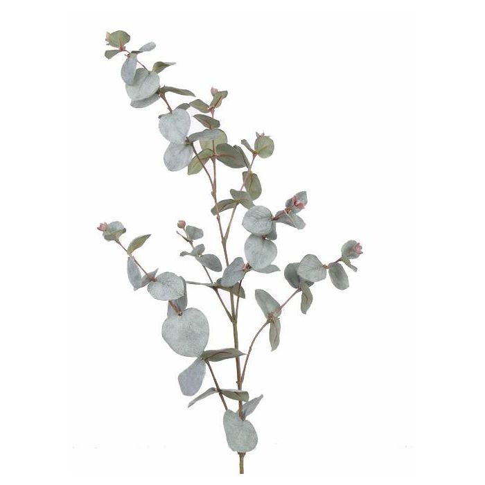 Eucalyptus branches